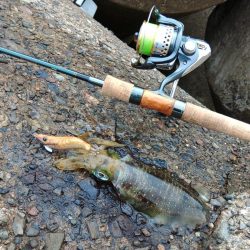 エギング秋シーズン開幕！